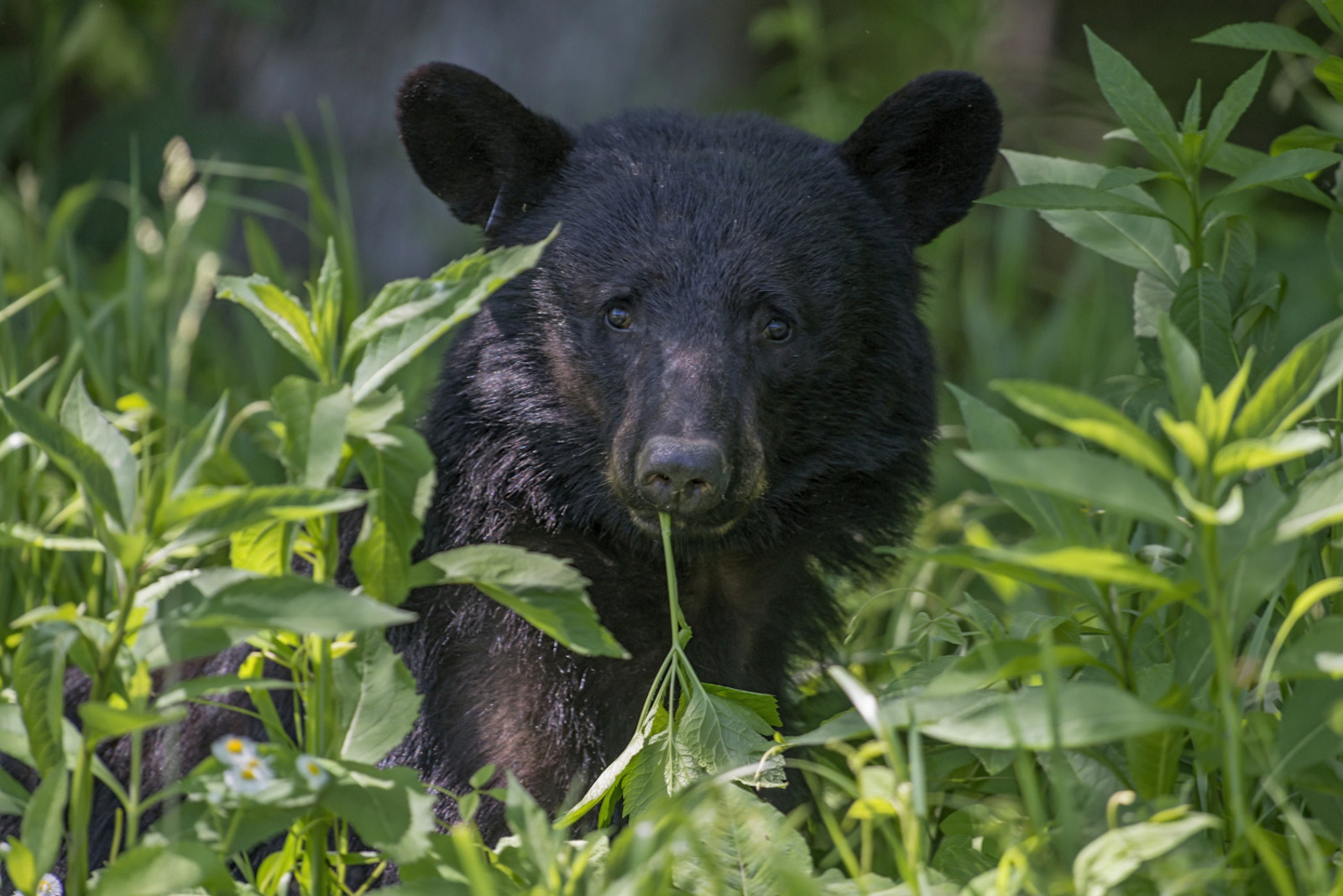 American black bear