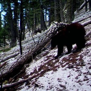 Bear rummaging bait pile in snow