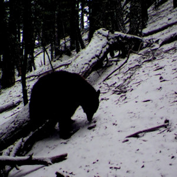 Black bear in Idaho light snow