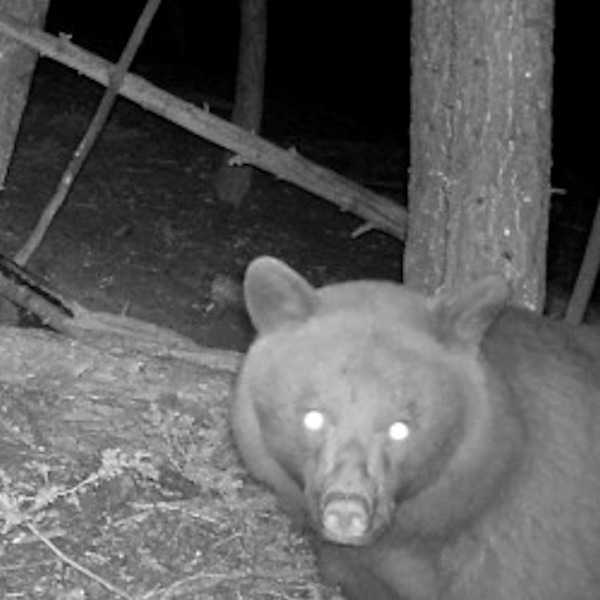 black bear captured on game camera
