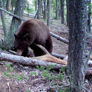 black bear finds bait pile