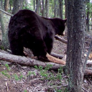 Black bear leaving bear bait pile